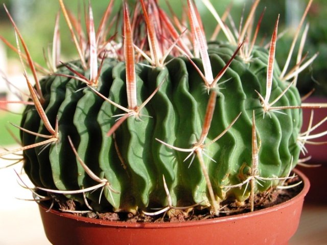 Stenocactus_erectocentrus